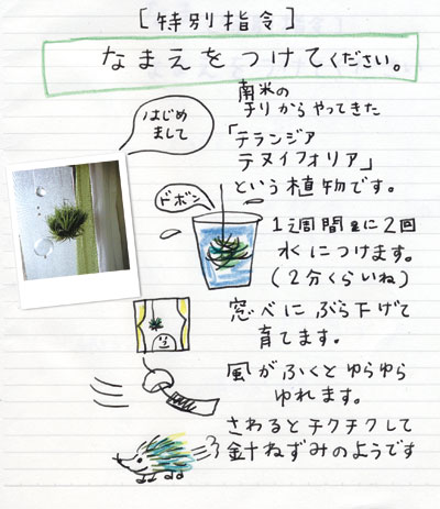 チランジア テヌイフォリア チランドシア
